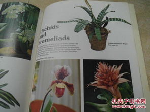 how to make money plant leaves bigger,How to Make Money Plant Leaves Bigger